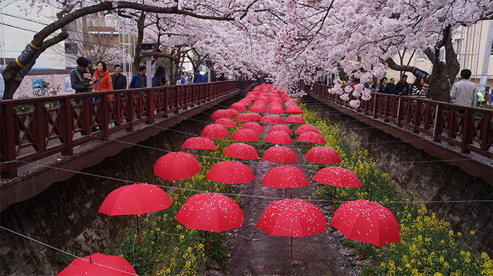 170321_cherry blossom10_in.jpg